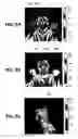 Fig. 03 - Forehead sensor placement