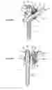Fig. 07 - Osseous anchoring implant with a polyaxial head and method for installing the implant