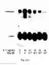 Fig. 16 - Electrical devices and anti-scarring agents