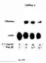 Fig. 23 - Electrical devices and anti-scarring agents
