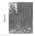 Fig. 06 - Substantially decellularized grafts from umbilical cord vessels and process for preparing and using same