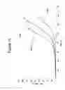 Fig. 12 - Substantially decellularized grafts from umbilical cord vessels and process for preparing and using same