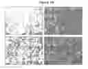 Fig. 32 - Substantially decellularized grafts from umbilical cord vessels and process for preparing and using same