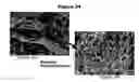 Fig. 33 - Substantially decellularized grafts from umbilical cord vessels and process for preparing and using same