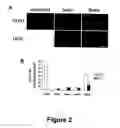 Fig. 03 - Animal models for demyelination disorders