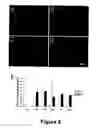 Fig. 07 - Animal models for demyelination disorders