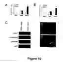Fig. 11 - Animal models for demyelination disorders