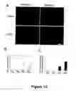 Fig. 13 - Animal models for demyelination disorders