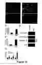 Fig. 14 - Animal models for demyelination disorders