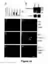 Fig. 15 - Animal models for demyelination disorders
