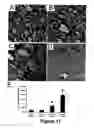 Fig. 18 - Animal models for demyelination disorders