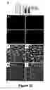 Fig. 21 - Animal models for demyelination disorders
