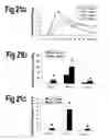Fig. 22 - Animal models for demyelination disorders