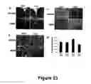 Fig. 24 - Animal models for demyelination disorders
