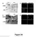 Fig. 25 - Animal models for demyelination disorders