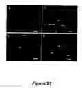 Fig. 28 - Animal models for demyelination disorders
