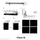 Fig. 31 - Animal models for demyelination disorders