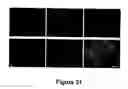 Fig. 32 - Animal models for demyelination disorders