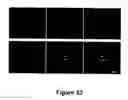 Fig. 33 - Animal models for demyelination disorders