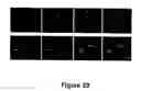 Fig. 34 - Animal models for demyelination disorders
