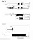 Fig. 02 - Methods and compositions for therapeutic intervention in cardiac hypertrophy