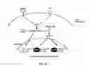 Fig. 09 - Methods and compositions for therapeutic intervention in cardiac hypertrophy