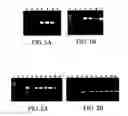 Fig. 02 - Production of antibodies in transgenic plastids