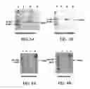 Fig. 04 - Production of antibodies in transgenic plastids