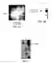Fig. 06 - Production of antibodies in transgenic plastids
