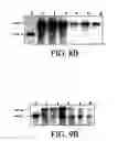 Fig. 08 - Production of antibodies in transgenic plastids