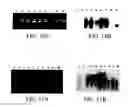 Fig. 10 - Production of antibodies in transgenic plastids