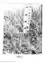 Fig. 03 - Bermuda grass named 'RJT'