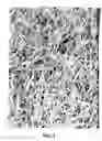 Fig. 06 - Bermuda grass named 'RJT'