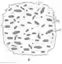 Fig. 01 - Cleansing pad