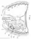 Fig. 07 - Methods and devices for inducing collapse in lung regions fed by collateral pathways