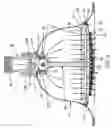 Fig. 05 - Shower head