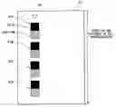 Fig. 01 - Image forming device that performs density detection