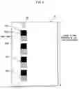 Fig. 05 - Image forming device that performs density detection