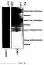 Fig. 13 - Modulators of tissue regeneration