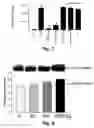 Fig. 05 - Targeting pulmonary epithelium using ADRP