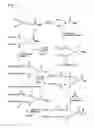Fig. 02 - Releasable polymeric conjugates based on aliphatic biodegradable linkers