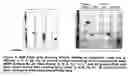 Fig. 04 - Pegylated immunoglobulin variable region polypeptides