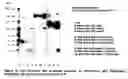 Fig. 06 - Pegylated immunoglobulin variable region polypeptides