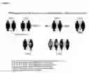 Fig. 09 - Pegylated immunoglobulin variable region polypeptides