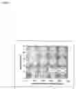 Fig. 17 - Pegylated immunoglobulin variable region polypeptides