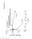 Fig. 03 - G-CSF conjugates
