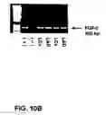 Fig. 09 -  Techniques and compositions for treating cardiovascular disease by in vivo gene delivery