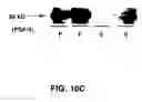 Fig. 10 -  Techniques and compositions for treating cardiovascular disease by in vivo gene delivery
