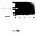 Fig. 11 -  Techniques and compositions for treating cardiovascular disease by in vivo gene delivery
