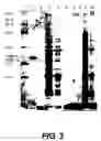 Fig. 05 - Tissue inhibitor of metalloproteinase type three (TIMP-3) composition and methods